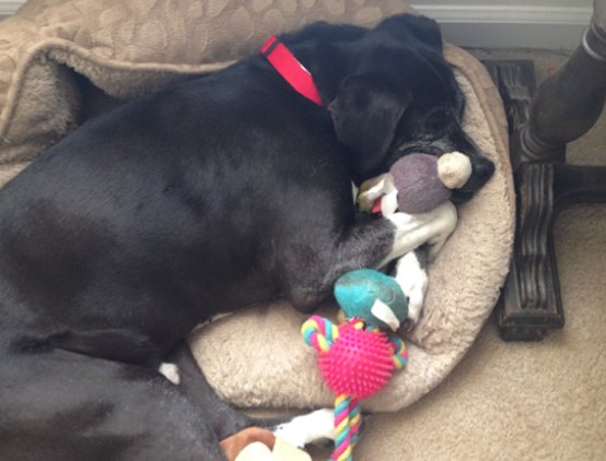 Boomer, lab mix