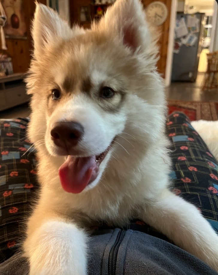 Cedar, husky