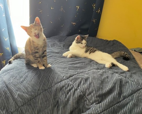 Indie and Ollie, tabbies