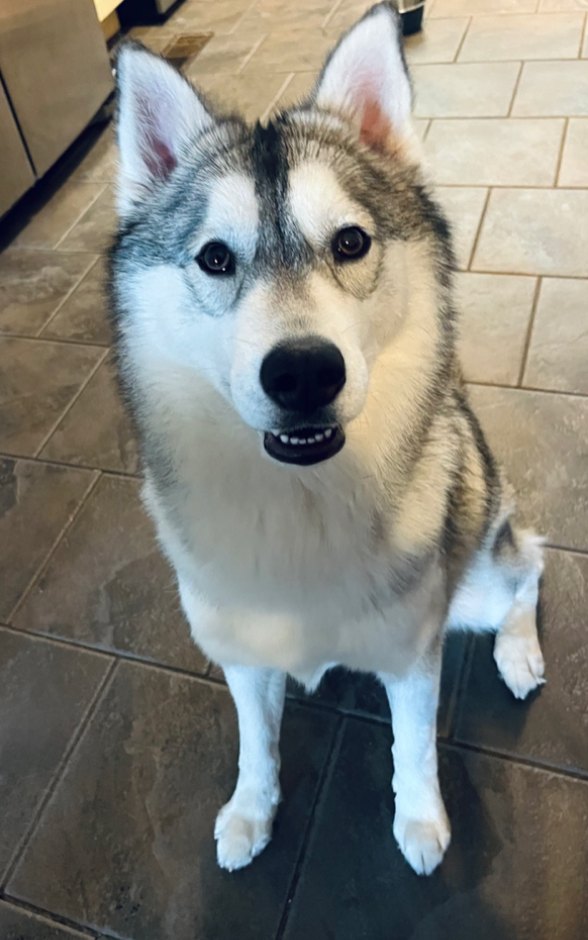 June, siberian husky