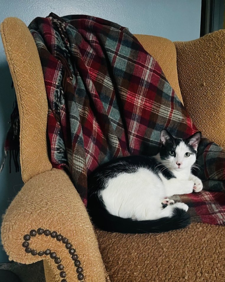 Lewis, cow cat
