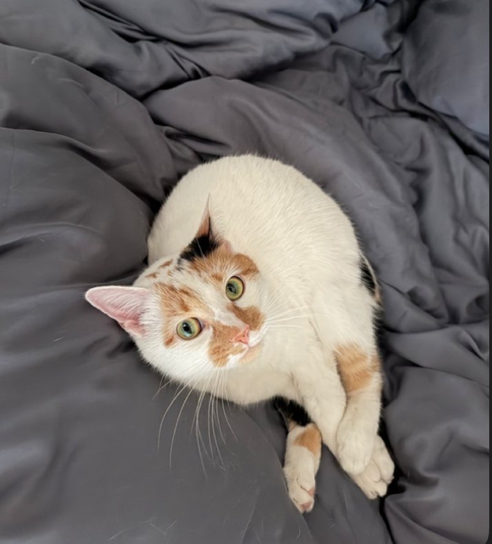 Lucy, cat