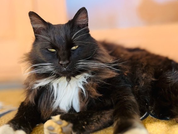 Raven, tuxedo cat
